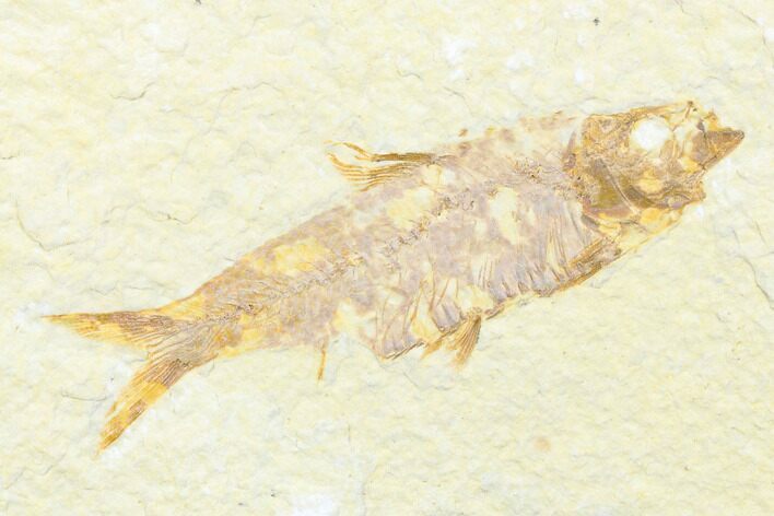 Detailed Fossil Fish (Knightia) - Wyoming #176333